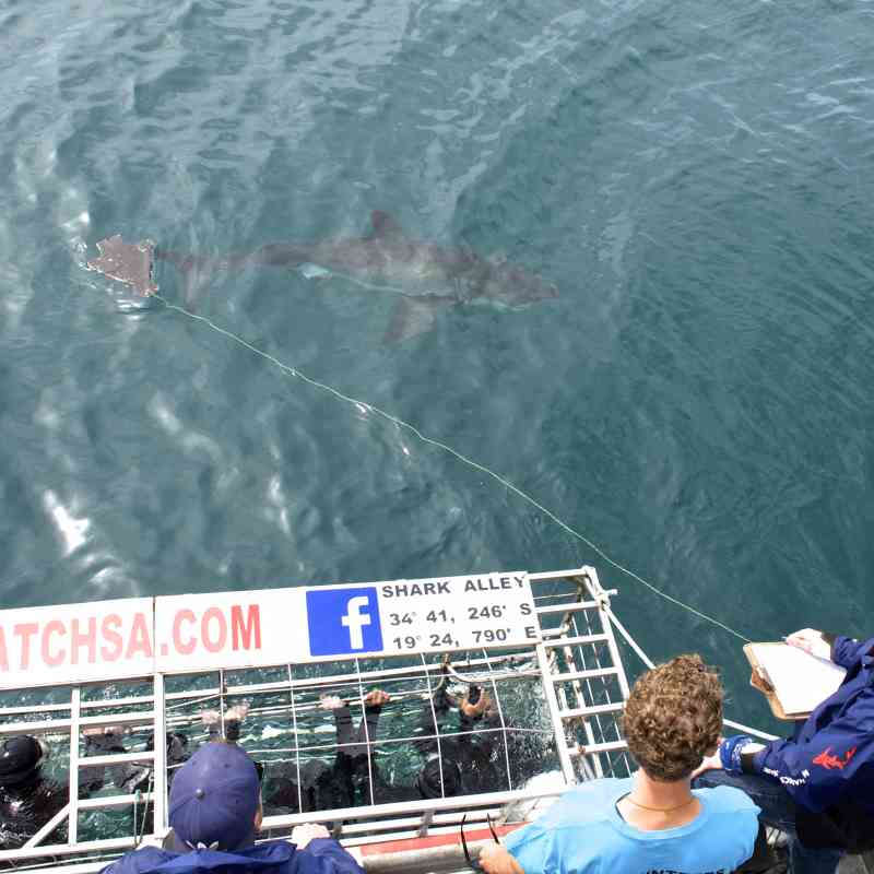Great White Shark Cage Diving in Cape Town at Gansbaai, South Africa