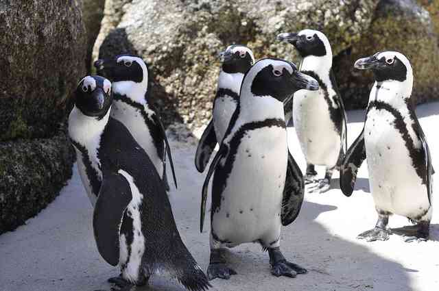 African Penguins in Cape Town - Jackass Penguin Colony at Boulders in