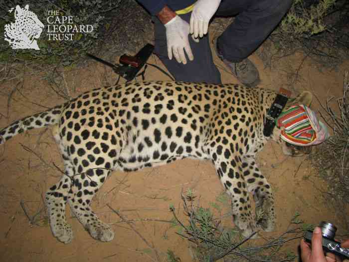 Wild Leopards in the Western Cape?