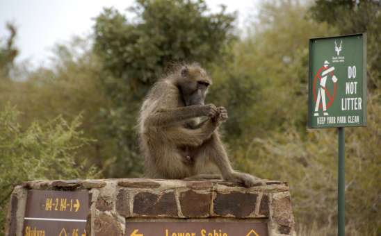 Greater Kruger vs Kruger National Park: Which Safari Experience Is Better? (2026)