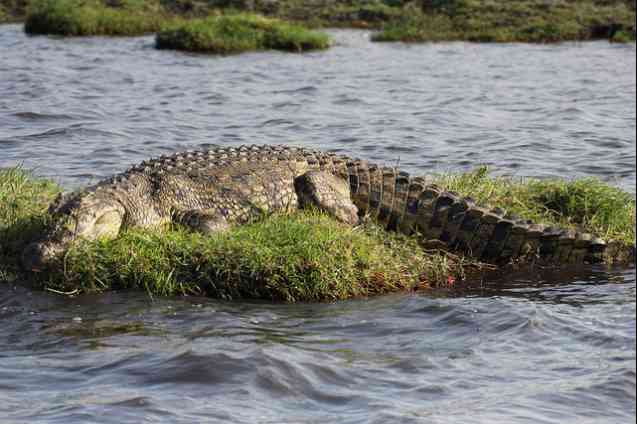 Crocodile on the Chobe River