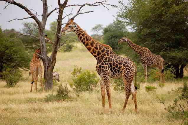 Giraffe in Kruger Park