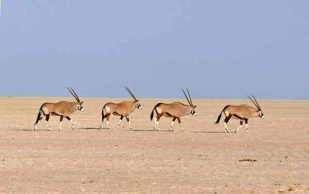 Oryx on Etosha Pan