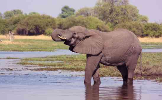Top tips for your Okavango Delta safari in Botswana