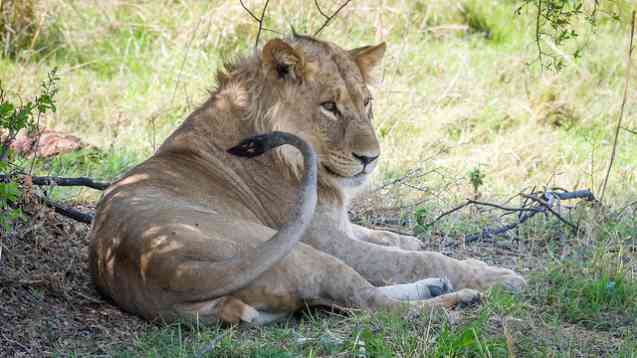 Lion resting, Botswana safari