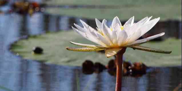 Lily, Okavango Delta safari