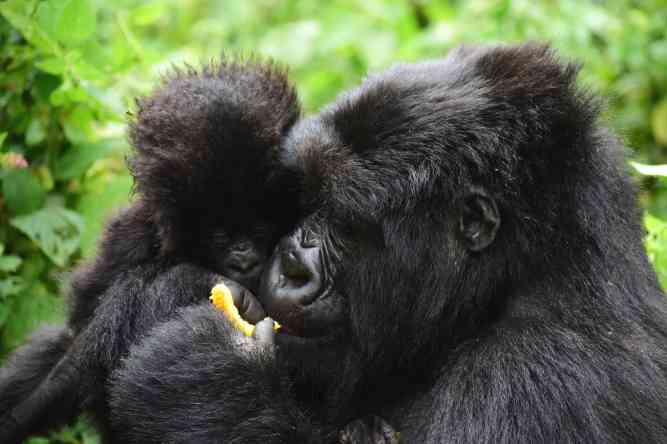 Gorillas in Virunga National Park