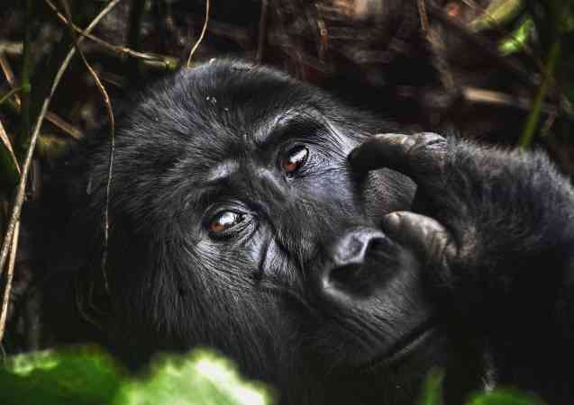 Mountain gorilla, Bwindi