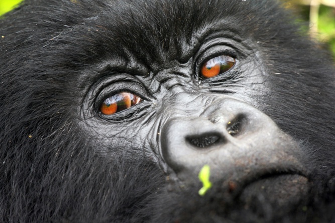 African mountain gorilla close-up