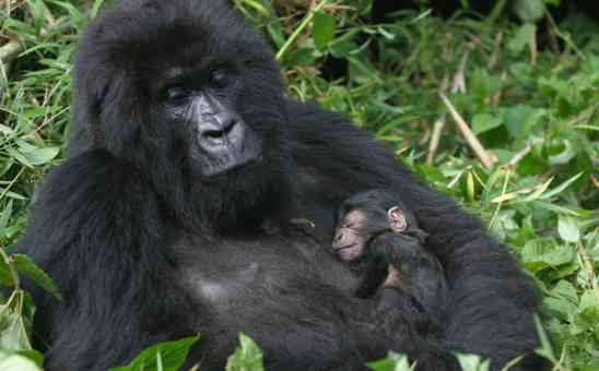 How many African Mountain Gorillas are there in the wild?