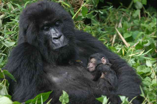 Mountain gorilla and baby