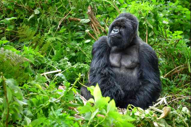 Mature mountain gorilla