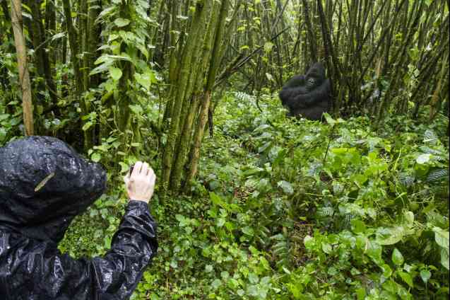 Gorilla trekking in Africa