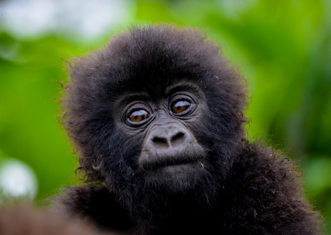 Baby mountain gorilla