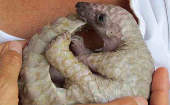 What is a Pangolin? A Guide to the Worlds Most Trafficked Animal