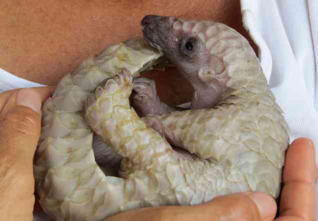 A bambanani