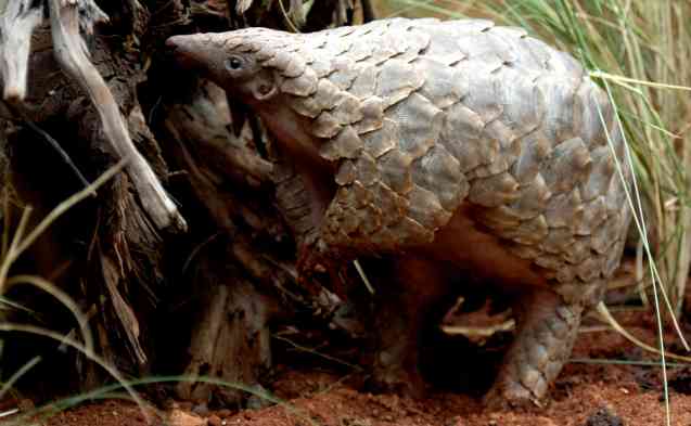 Adult Pangolin