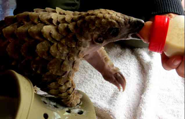 Pangolin baby