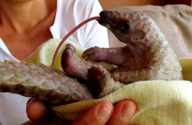 Bambanani Tongue