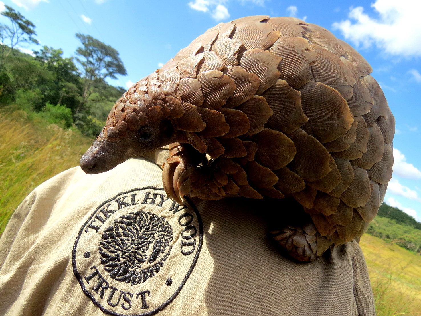 Pangolin conservationn