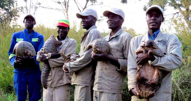Pangolin minders at tikki hywood trust
