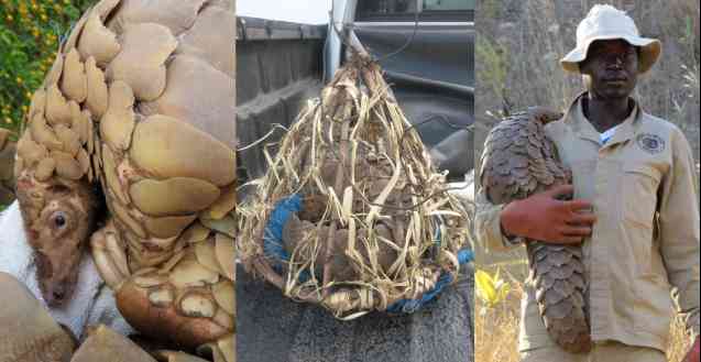 Pangolin trap minder