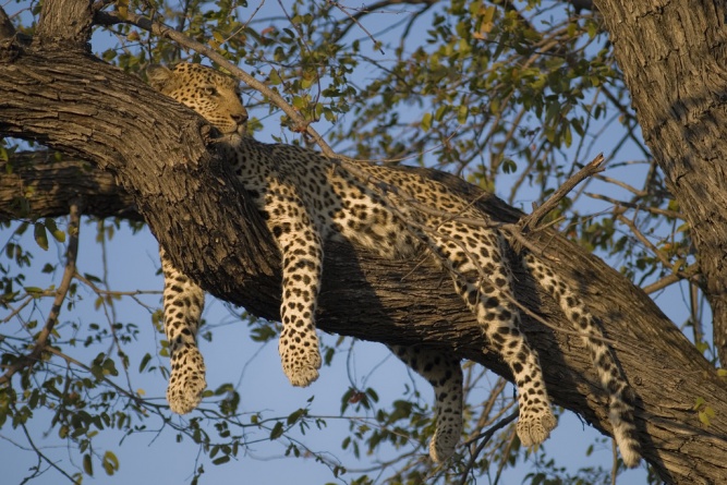 African safari cost, leopard image