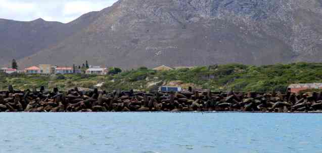 Gansbaai