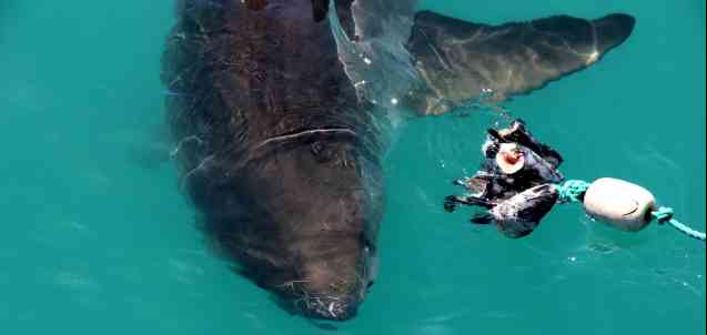 Great white shark