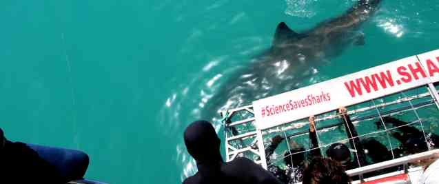 Great white swim by