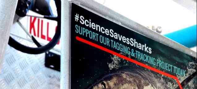 Science saves sharks