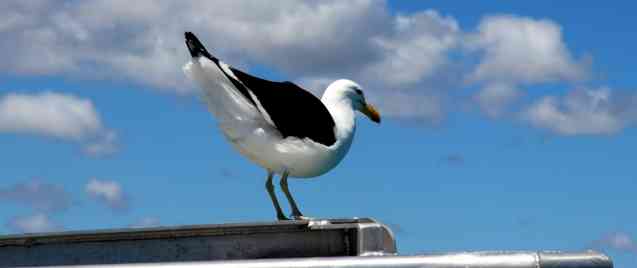 Seagull