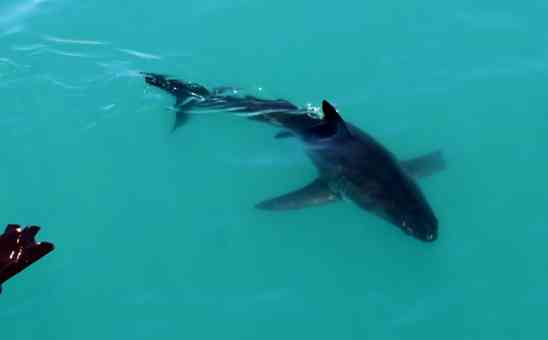 Is Great White Shark Cage Diving in Cape Town, South Africa, Safe?
