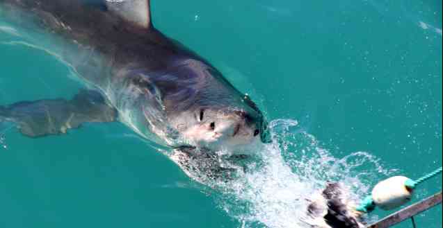 White shark lunge for bait