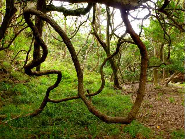 Otter Trail forest