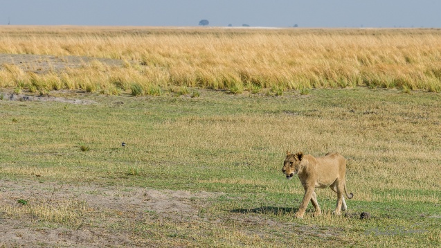 Chobe lion safari from Vic Falls