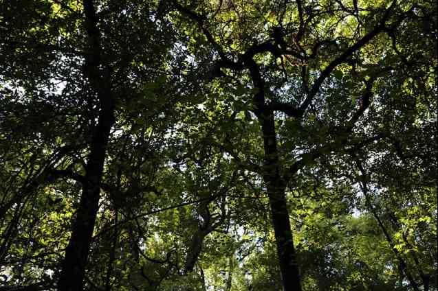 Victoria Falls rainforest activity