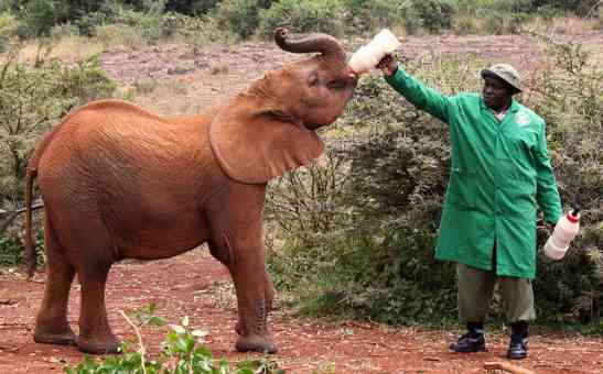 How to Foster a Baby Elephant at the Sheldrick Wildlife Trust in Kenya
