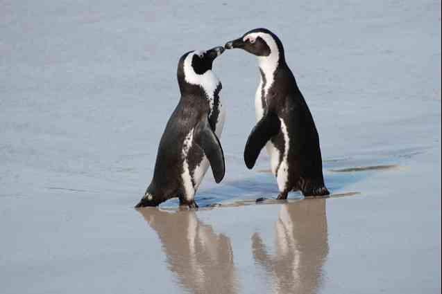 Penguins caring