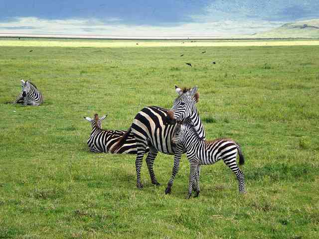 Zebra Mother and Baby, Ngorongoro
