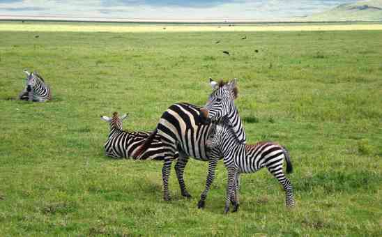 Safari with Kids: Yes or No? (Tips for Family Safaris with Children)