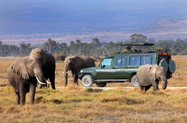 Masai mara safari