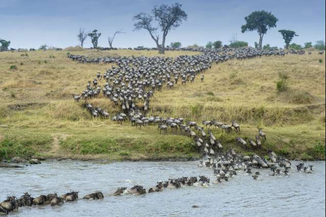 Wildebeest crossing the mara river from the serengeti tanzania