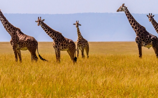 Interesting Facts About Giraffes