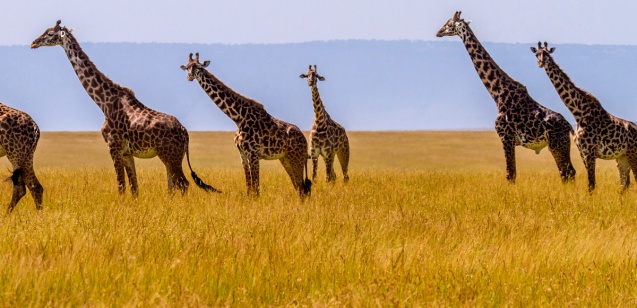 Giraffes going left