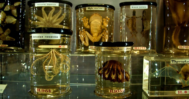 Huntarian museum