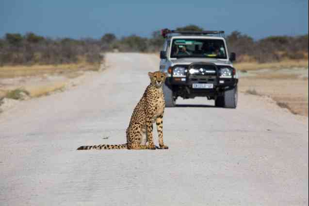 Cheetah, Etosha Safari in Namibia