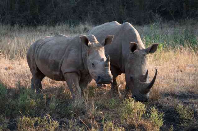 Hluhluwe-Imfolozi Park rhinos