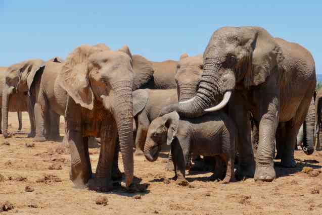 Addo National Park elephants