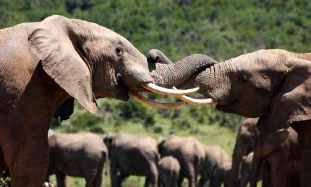 Addo Elephant National Park safari